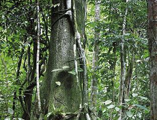 Hutan larangan adat Rumbio di Kenegarian Rumbio Kecamatan Kampar 